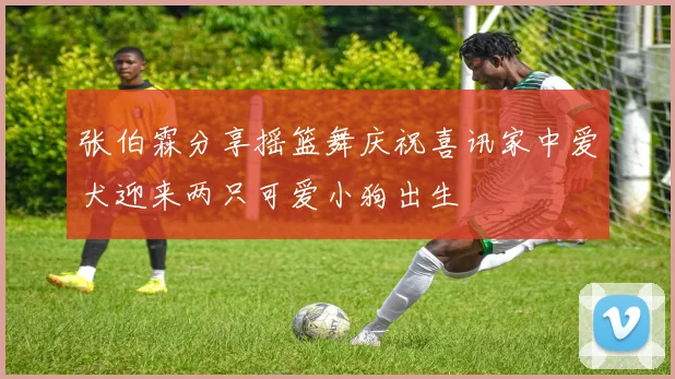 张伯霖分享摇篮舞庆祝喜讯家中爱犬迎来两只可爱小狗出生